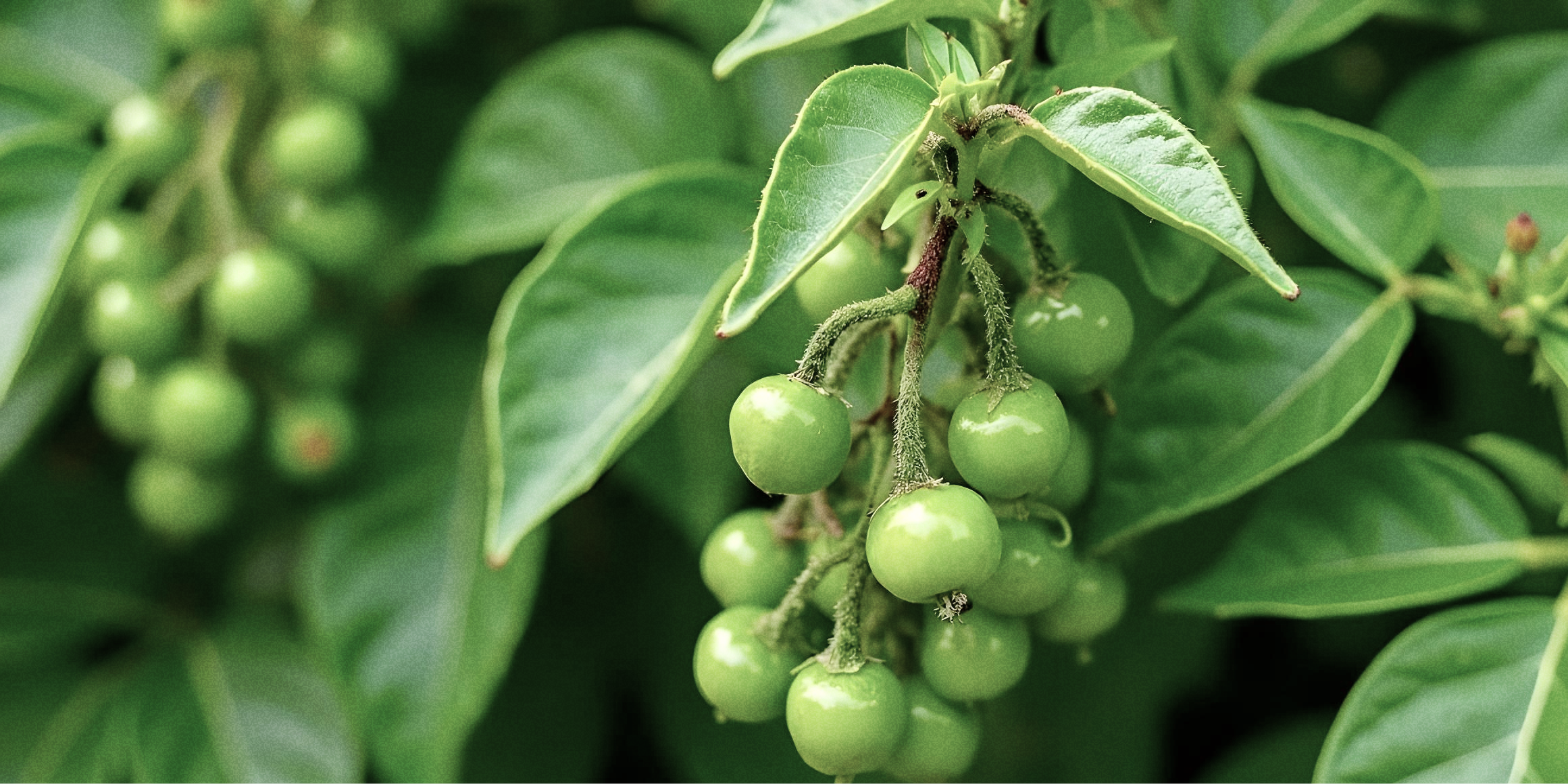 Piperin - kleine Dosis, große Wirkung